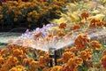 Sprinkler head watering the flowers