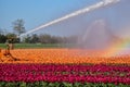 Sprinkler installation creates a rainbow over orange tulips. Royalty Free Stock Photo