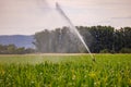 Sprinkler of an irrigation in an agricultural field with corn in a dry summer Royalty Free Stock Photo