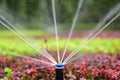 Sprinkler irrigation Royalty Free Stock Photo