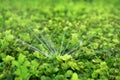 Sprinkler irrigation Royalty Free Stock Photo