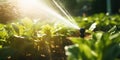 sprinkler spraying water on a lettuce crop, AI generated