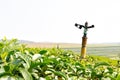 Sprinkler on Tea Plantation. Royalty Free Stock Photo