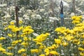 Sprinkler watering in the chrysanthemum flowers farm Royalty Free Stock Photo