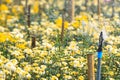 Sprinkler watering in the chrysanthemum flowers farm Royalty Free Stock Photo