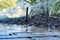 Sprinkler watering a garden seen from ground level.