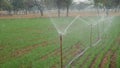 Sprinkler watering wheat crops in a large green field during winter. Irrigation system in India Royalty Free Stock Photo