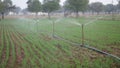 Sprinkler watering wheat crops in a large green field during winter. Irrigation system in India Royalty Free Stock Photo