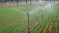 Sprinkler watering wheat crops in a large green field during winter. Irrigation system in India Royalty Free Stock Photo