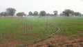 Sprinkler watering wheat crops in a large green field during winter. Irrigation system in India Royalty Free Stock Photo