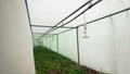 Sprinklers hang in a wet greenhouse over coniferous seedlings of plants. Automatic irrigation system in agriculture