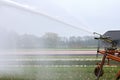 Sprinkling of Dutch hyacinths field due to drought Royalty Free Stock Photo