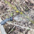 Sprinkling of gooseberry with fungicide