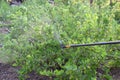 Sprinkling of gooseberry bushes with fungicide in spring