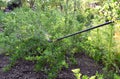 Sprinkling of gooseberry bushes with fungicide in spring