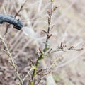 Sprinkling of gooseberry with fungicide