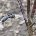 Sprinkling of trees with fungicide