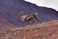 Sprinting Caribou Royalty Free Stock Photo