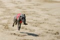 Sprinting dynamic greyhound on the race course Royalty Free Stock Photo