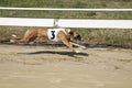 Sprinting dynamic greyhound on the race course