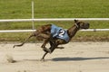 Sprinting dynamic greyhound on the race course