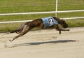 Sprinting dynamic greyhound on the race course Royalty Free Stock Photo