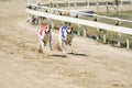 Sprinting dynamic greyhounds on the race course Royalty Free Stock Photo