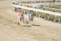 Sprinting dynamic greyhounds on the race course