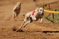 Sprinting greyhound Royalty Free Stock Photo