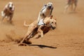 Sprinting greyhound Royalty Free Stock Photo