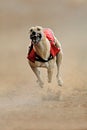 Sprinting greyhound during a dog track race Royalty Free Stock Photo