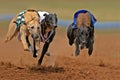 Sprinting greyhounds Royalty Free Stock Photo