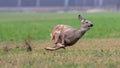 Sprinting roe deer capreolus capreolus buck in natural summer meadow Royalty Free Stock Photo