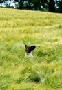 Sprocker dog grass Royalty Free Stock Photo