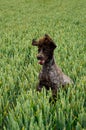 Sprocker dog grass Royalty Free Stock Photo