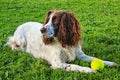Sprocker Spaniel Royalty Free Stock Photo