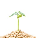 Soybean sprout isolated on white background Royalty Free Stock Photo