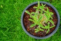 Sprout of adenium in black pot on green grass.