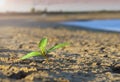 Sprout on the background of dry cracked soil Royalty Free Stock Photo