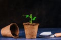 A sprout of a bean plant in a pot. Seedling peat pots, shovel.