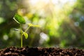 Sprout on blurred green bokeh with soft sunlight background