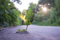 A sprout that broke out of the asphalt. The concept of the thirst for life. The concept of fulfilling goals and desires