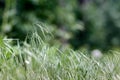 Sprout of bromus tectorum, downy brome, drooping brome or cheatgrass selective focus closeup macro grass rural