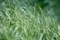 Sprout of bromus tectorum, downy brome, drooping brome or cheatgrass closeup macro selective focus grass rural