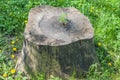 Sprout of chestnut tree grows on a stub