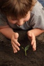 Sprout in children hand Royalty Free Stock Photo