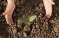 Sprout in children hand Royalty Free Stock Photo