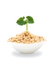 Soybean sprout isolated on white background (Clipping path) Royalty Free Stock Photo