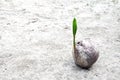 Sprout of coconut tree Royalty Free Stock Photo