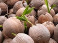 sprout of coconut tree coconut seedlings Royalty Free Stock Photo